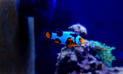 Fototapeta na wymiar Unique hybrid snowflake clownfishes in reef aquarium tank