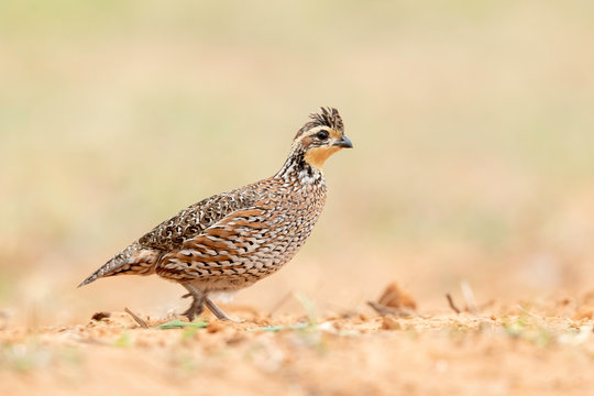Northern Bobwhite, Lagona Seca Ranch, Texas