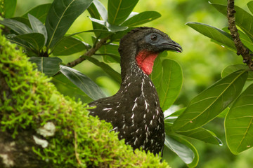 Ave tropical sobre rama con musgo en bosque tropical