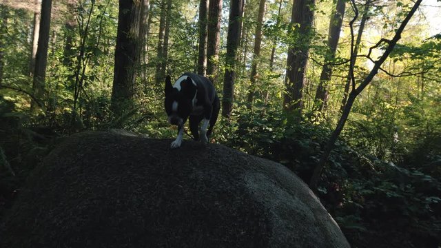 Boston Terrier Adventure Dog Jumping Off Rock on Nature Walk
