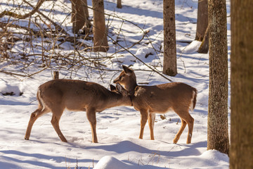 Deer. The white-tailed deer  also known as the whitetail or Virginia deer in winter on snow. White taild deer is  the wildlife symbol of Wisconsin  and game animal of Oklahoma.
