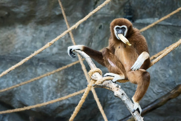 White-handed gibbon.