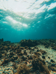 Fototapeta na wymiar coral underwater with blue water