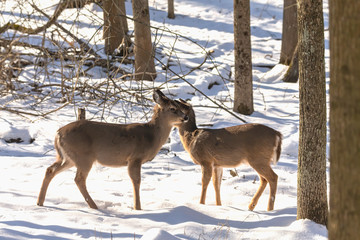 Deer. The white-tailed deer  also known as the whitetail or Virginia deer in winter on snow. White taild deer is  the wildlife symbol of Wisconsin  and game animal of Oklahoma.