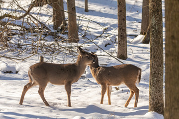 Deer. The white-tailed deer  also known as the whitetail or Virginia deer in winter on snow. White taild deer is  the wildlife symbol of Wisconsin  and game animal of Oklahoma.