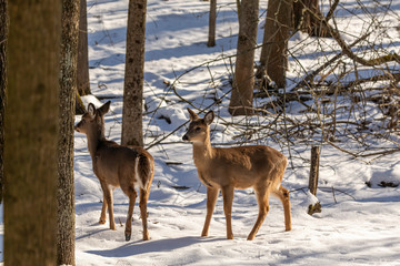 Obraz premium Deer. The white-tailed deer also known as the whitetail or Virginia deer in winter on snow. White taild deer is the wildlife symbol of Wisconsin and game animal of Oklahoma.