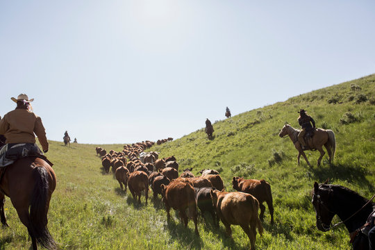 Female ranchers on horseback herding cattle sunny field