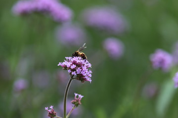 bee on a flower