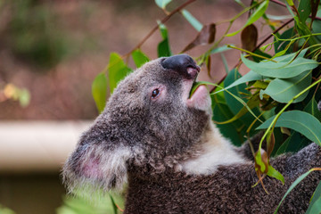 Koala bear eating eucalyptus leaves cute fluffy body, eye nose mouse closeup chewing