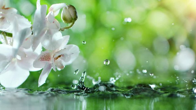 Super slow motion of splashing water drops with orchid blossoms. Filmed on high speed cinema camera , 1000 fps.