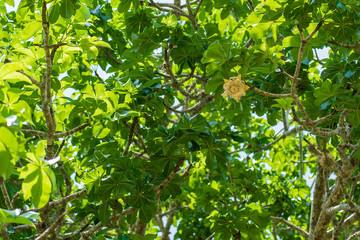 Obraz premium A yellow flower on a baobab tree with green leaves in the background on a sunny day on the island of Zanzibar, Tanzania, Africa