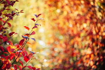 Vivid red leaves of hawthorn on autumn bokeh background. Beautiful shrub of crataegus on fall hedge texture in sunrise. Rich flora in sunset. Colorful foliage in golden hour. Scenic natural backdrop.