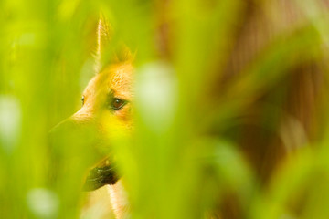 Australian dingo pup outside in nature during the daytime.