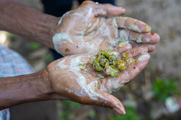 Soap nuts in the man hands. Old african man holding soapnuts in her hands for organic skincare on the Zanzibar island, Tanzania, Africa, close up