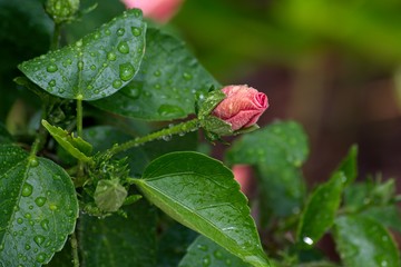 Water droplets on closed hibiscus flower buds.