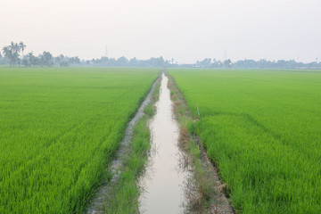 Water canal stretches in the middle of the rice field, green rice