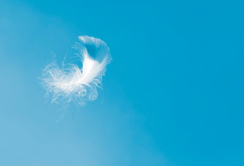Soft single white feather floating in the sky