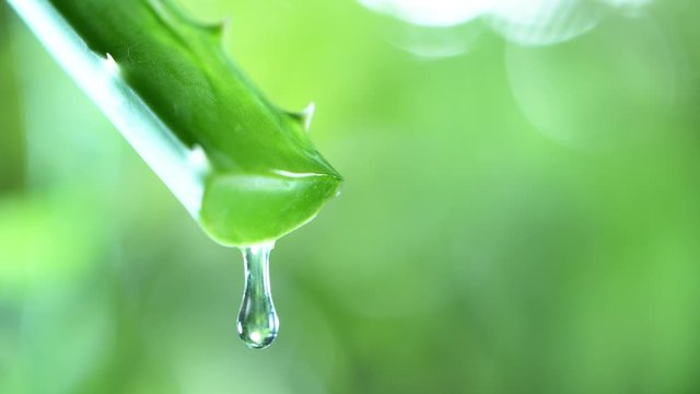 Super slow motion of dropping aloe vera liquid from leaf. Filmed on very high speed cinema camera, 1000 fps.
