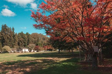 Tree with red leaves on a background of blue sky