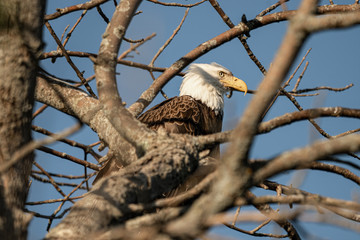 bald eagle is perched high in his tree protecting a nest