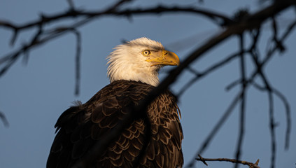 bald eagle perched high in the trees