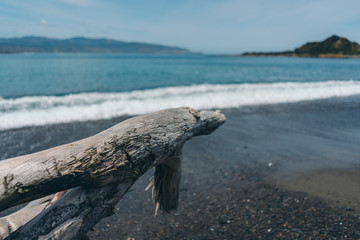 Fototapeta premium Dead wood on the beach; dead tree on the beach