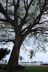 Tree in the island