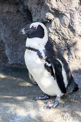 Naklejka premium ペンギン