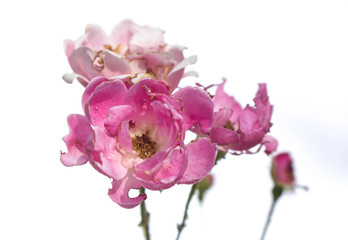 Fototapeta na wymiar Background photo. Pink flower with white background and green leaves.