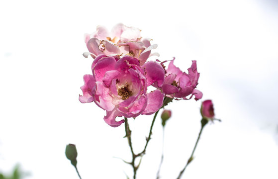 Background photo. Pink flower with white background and green leaves.