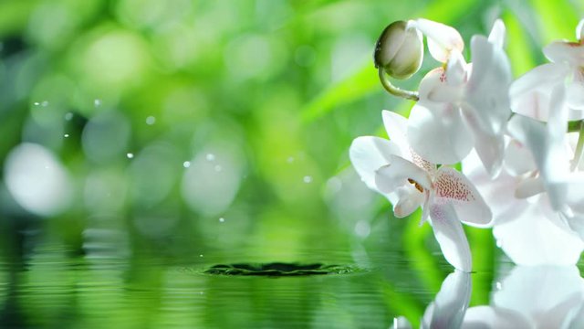 Super slow motion of splashing water drop with orchid blossoms. Filmed on very high speed cinema camera, 1000 fps.