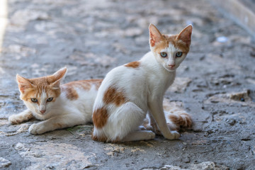 Two stray cats are resting on the street in Stone Town of Zanzibar Island, Tanzania, Africa, close up