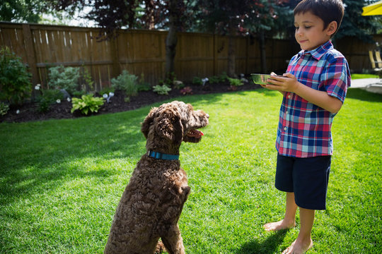 Boy feeding dog on sunny lawn