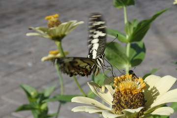  butterfly flies over the flower pistils
