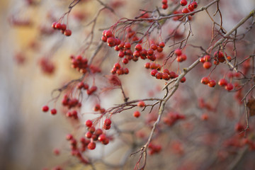 ripe hawthorn berries, autumn