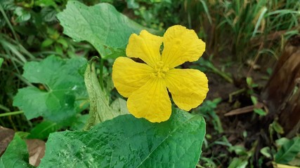 yellow flower in garden