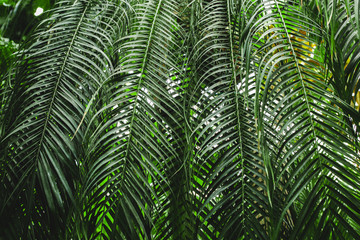 Obraz na płótnie Canvas Leaves foliage, Abstract green texture, Nature background, Tropical leaf