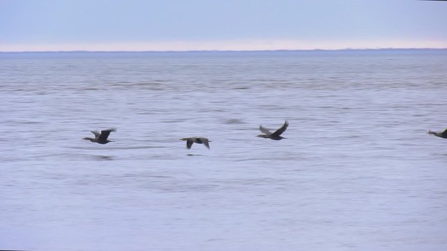 Flock of cormorants flying over the ocean