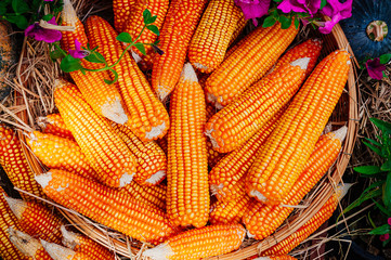 Dried corn cobs in bamboo basket