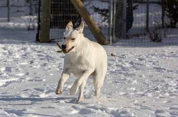A running white shepherd carrying a pine needle branch 