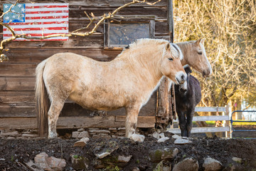 Couple of horses at the farm in front of USA flag