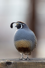 California Quail posing on a railing
