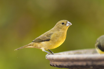 Background photo. Gray-backed Grass porridge is a passerine bird of the family Thraupidae.