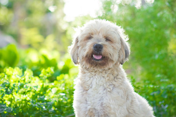 Background photo. Beautiful female dog being photographed with eyes closed and turns out.
