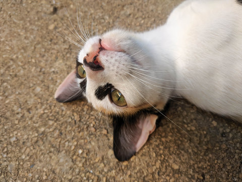 Background photo. Cute spotted kitten looking upside down, playing.
