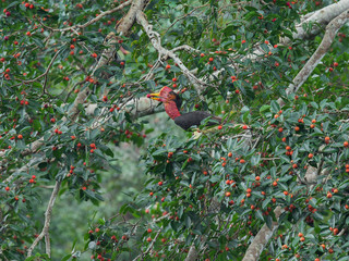 The helmeted hornbill are eating ripe fruit, a beautiful and rare endangered hornbill, Thailand © JT Jeeraphun