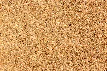 Rice paddy seeds texture background dry on ground after harvest from rice field
