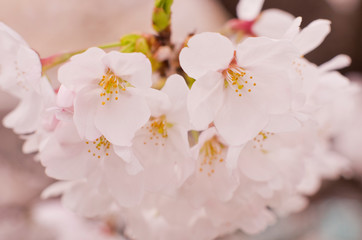 Cherry blossoms in full bloom.