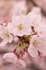 Fototapeta premium Cherry blossoms in full bloom.