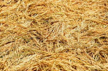 Golden dry rice paddy texture background after harvest from rice field